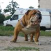 Mavlas Mar'SS SEM BRUK
