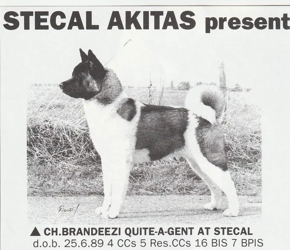 Brandeezi Quite A Gent At Stecal