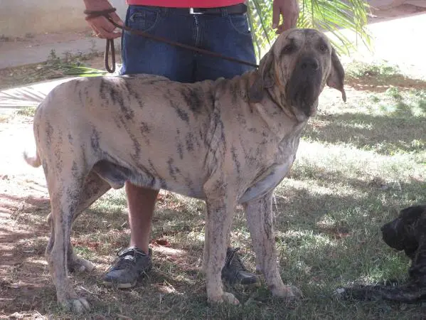 Apache do Katuiru