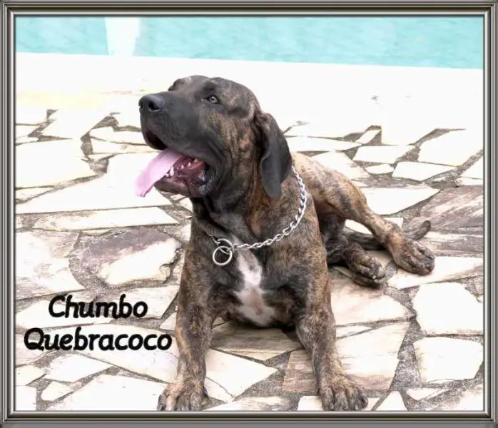 Chumbo Quebracoco