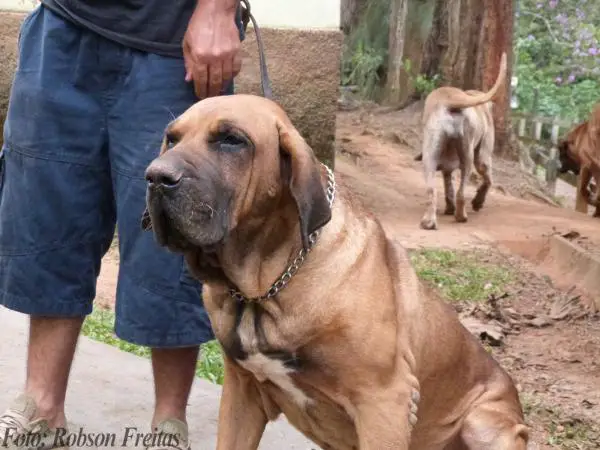 Bacu do Arugua