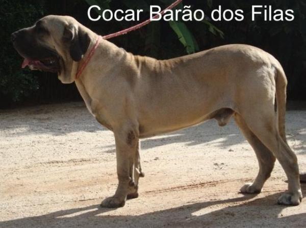 Cocar Barão dos Filas