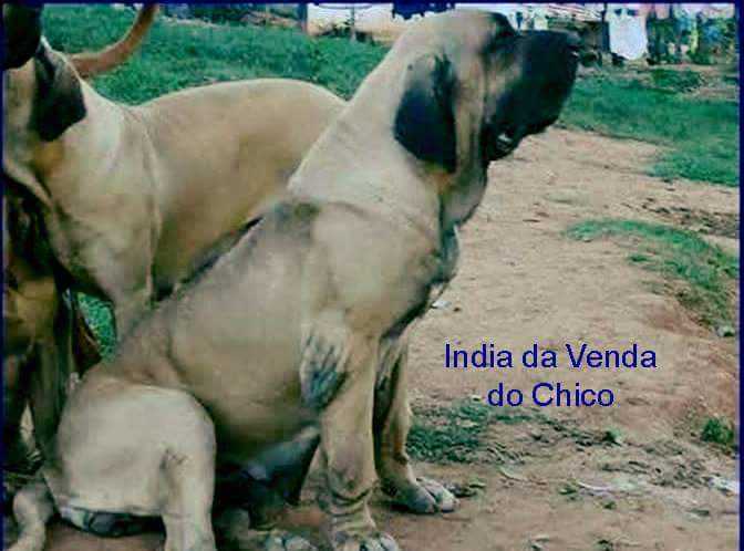 India da Venda do Chico