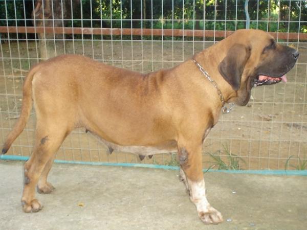 Mulata do Caramona