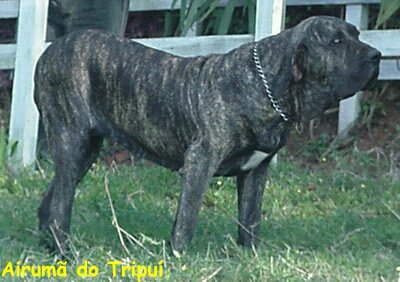 Airumã Tripui