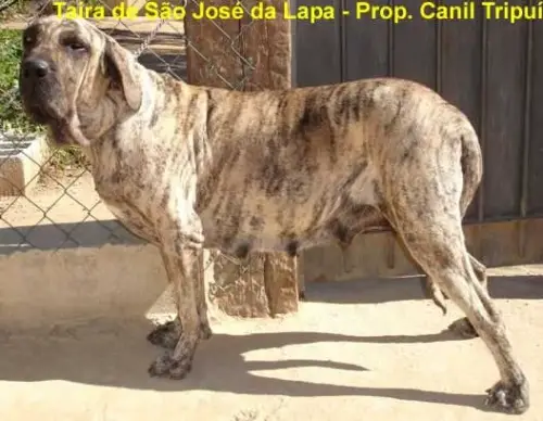 TAIRA DE SAO JOSE DA LAPA