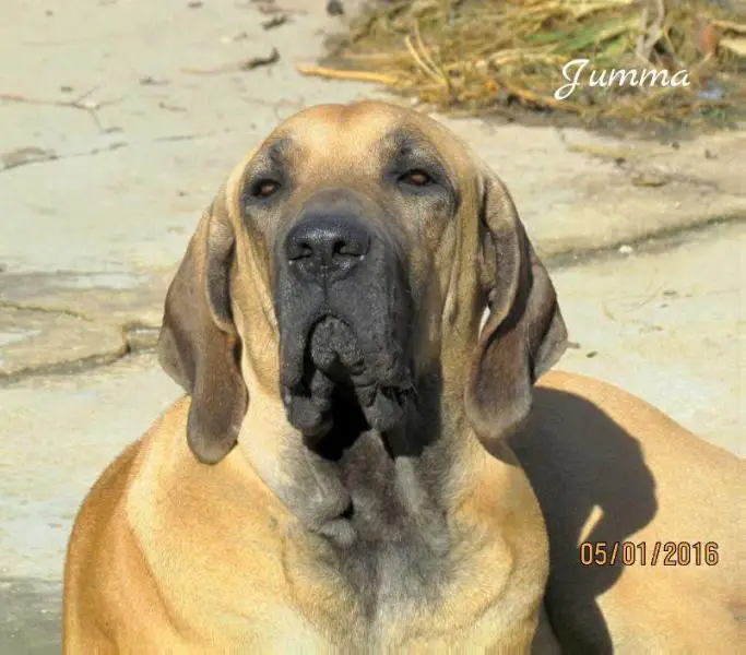Zamira Gigantes do Apora