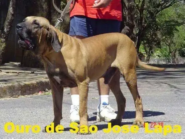 Ouro de São José da Lapa