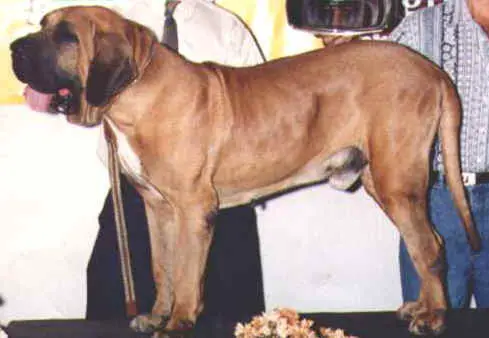Touro do caramona