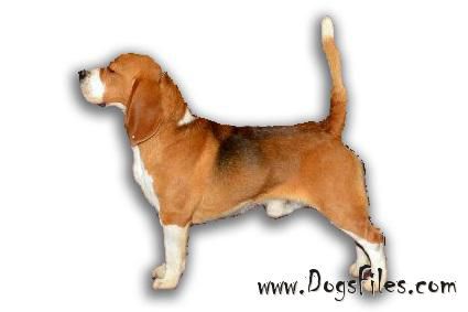 APACHE DEL IMPERIO CANINO