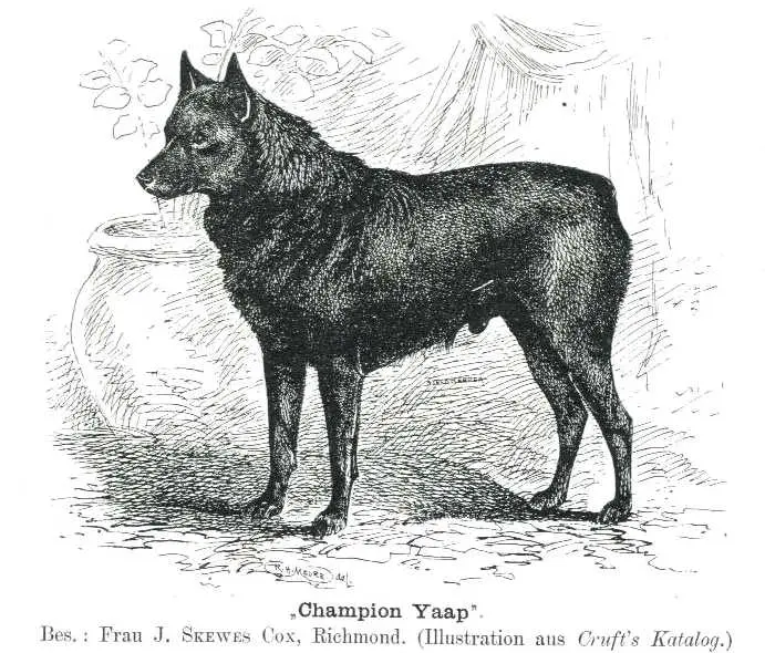 Yaap (c.1904) [Frau J. Skewes Cox, Richmond]