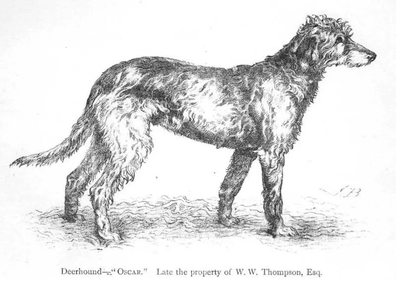 Oscar (c.1890s) [W.W. Thompson, Esquire]