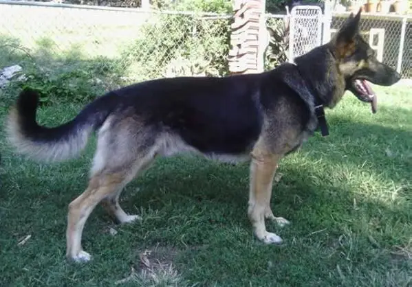 Avant Dreaming Of Kingston Jamaica