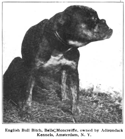 Montcreiffe Belle