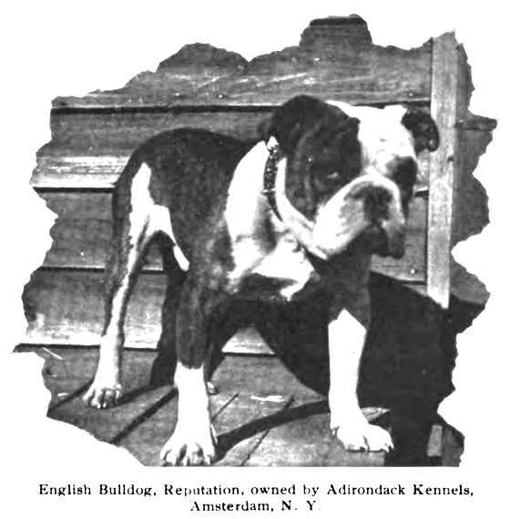 Reputation [Adirondack Kennels]
