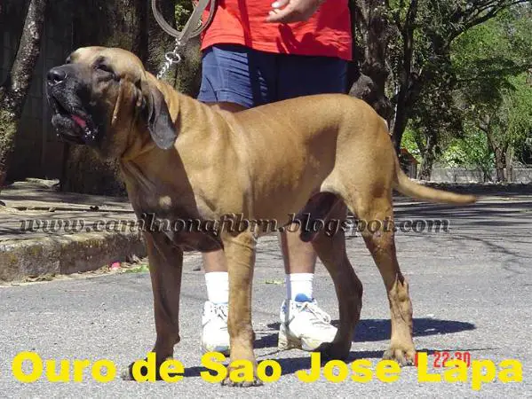 OURO DE SAO JOSE DA LAPA