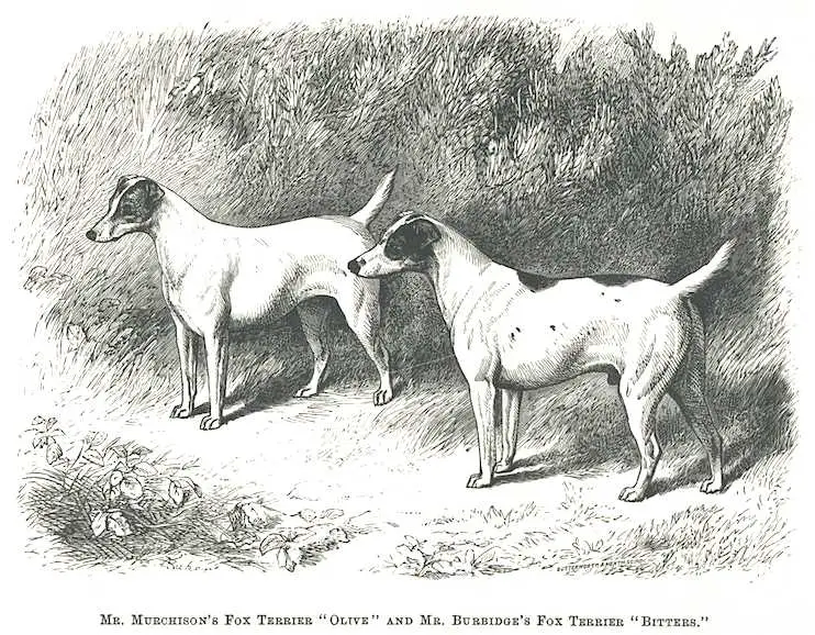 Olive [Mr. J.H. Murchison's]