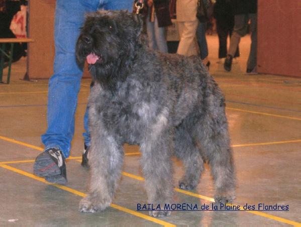 BAILA MORENA de la plaine des Flandres