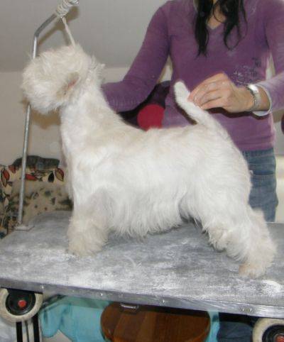 SITA Whisk Westie