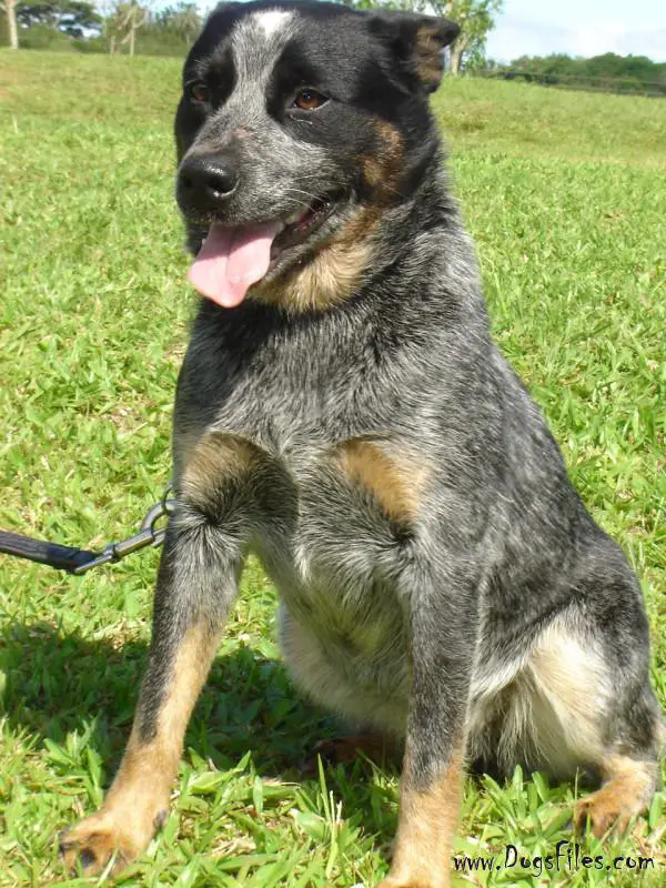 Edipo da Morada do Australian