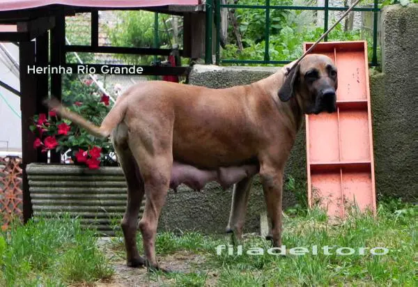 Herinha Rio Grande