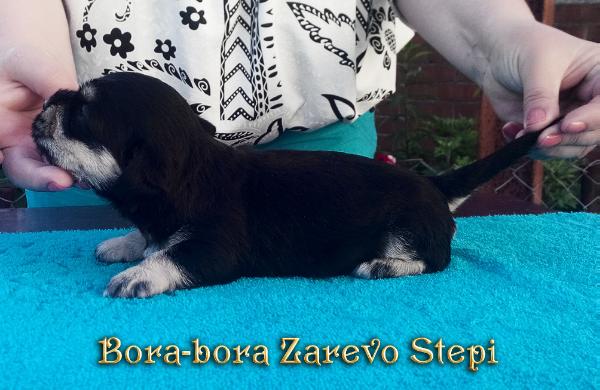Bora-bora Zarevo Stepi