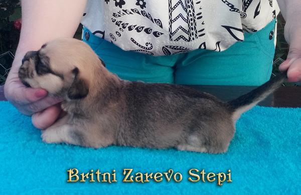 Britni Zarevo Stepi