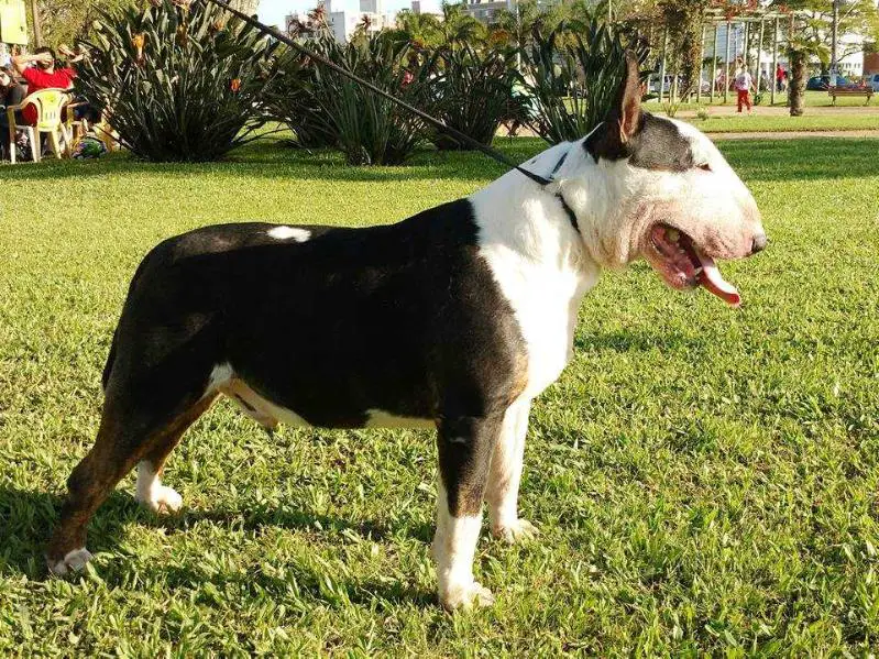 Gamarra at Lima Bull Bravun Terrier