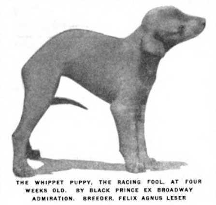 The Racing Fool