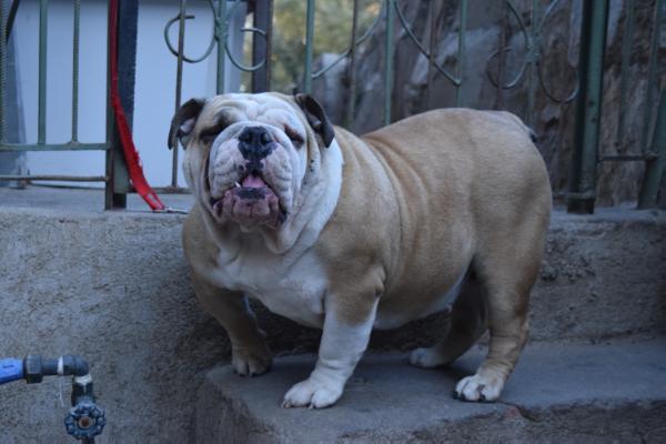 Floriobull Cadiz De Vetbull