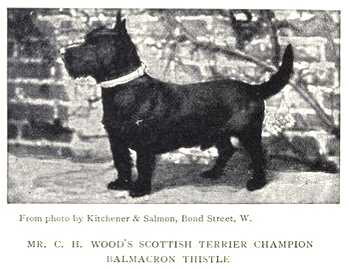 Balmacron Thistle
