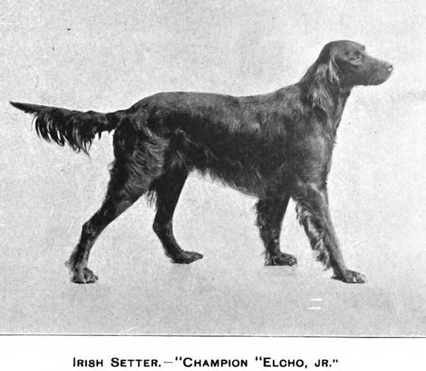 Elcho Jr