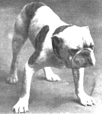 Lace Crib [The Jefferson Kennels]