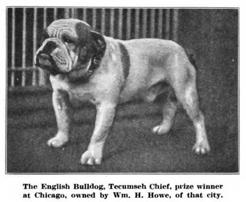 Tecumseh Chief