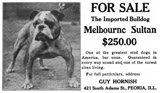 Melbourne Sultan (166395)