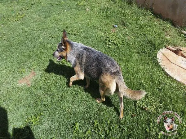 Safira