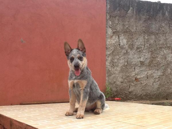 Hulk do NVBK HEELER SELIVON