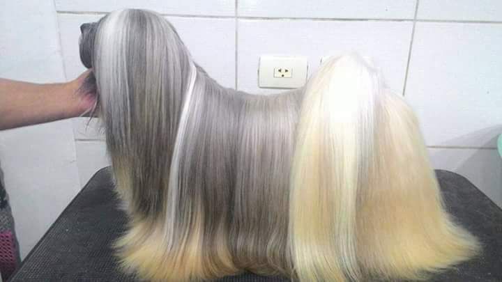 RMoretto Cane Ekran