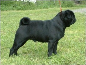 SHENSI'S BLACK DOUGLAS