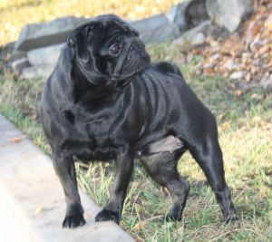 Nevia orlleo spogus