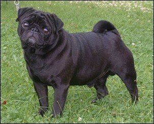 Bjornhovs black bohmba pug