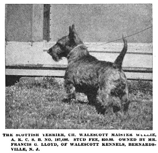 Walescott Maister Wollie