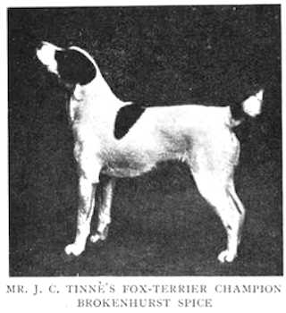 Brokenhurst Spice [Mr. J.C. Tinne's]