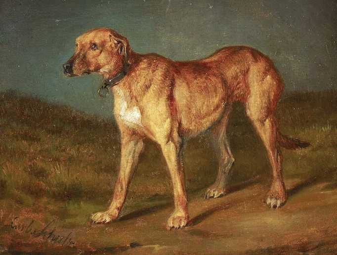 Carl Frederich Schulz's Rhodesian Ridgeback