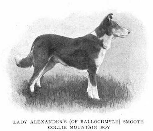 Mountain Boy (Lady Alexander's)