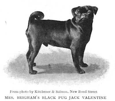 Jack Valentine (Mrs. Brigham's)