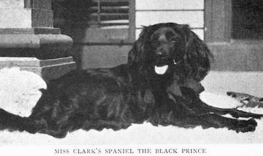 The Black Prince