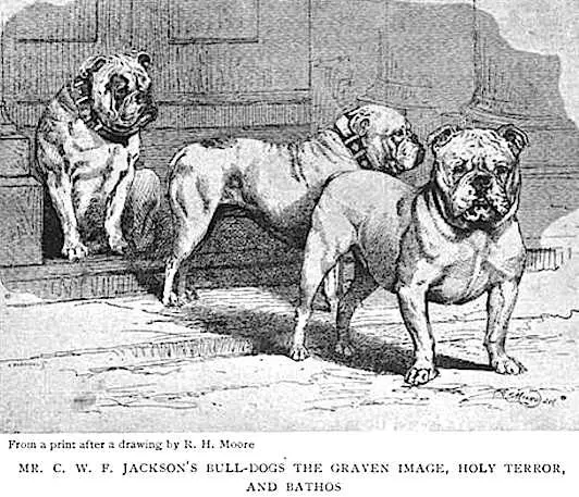 Bathos (Mr. C.W.F. Jackson's)