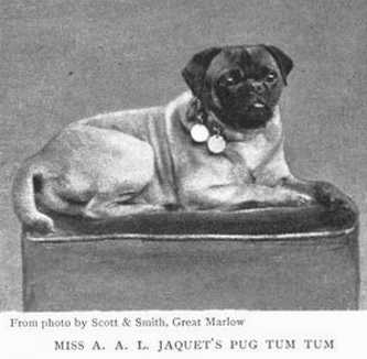Tum Tum (Miss A.A.L. Jaquet's)