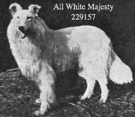 All White Majesty 229157